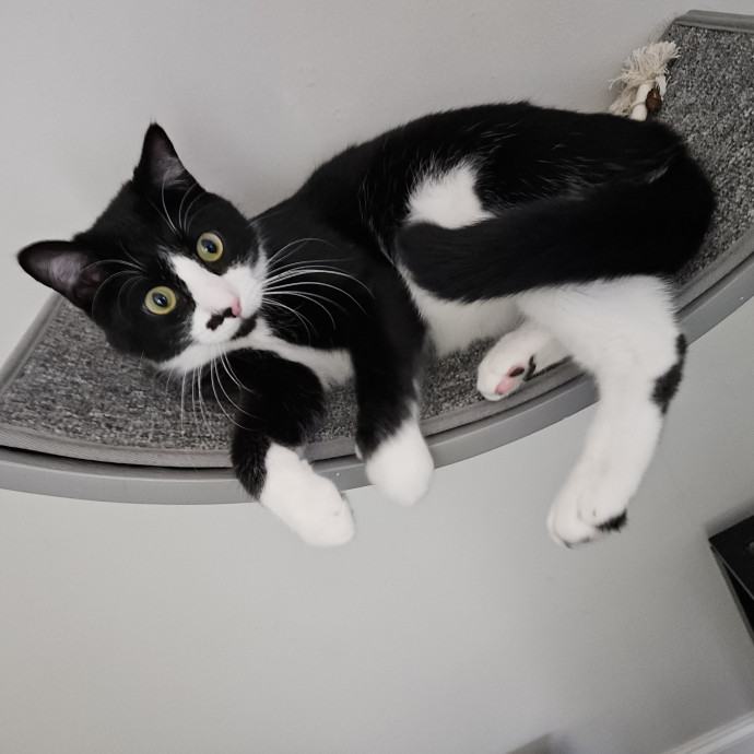 Blue Ribbon Cat Sitter Of Queen City