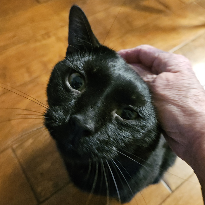 Blue Ribbon Cat Sitter Of Queen City