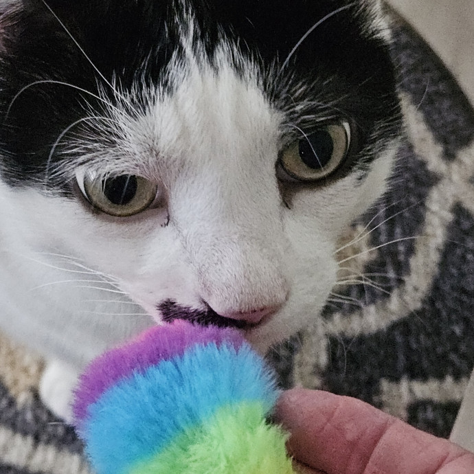 Blue Ribbon Cat Sitter Of Queen City