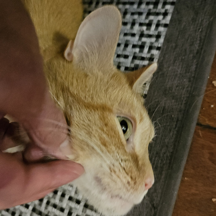 Blue Ribbon Cat Sitter Of Queen City
