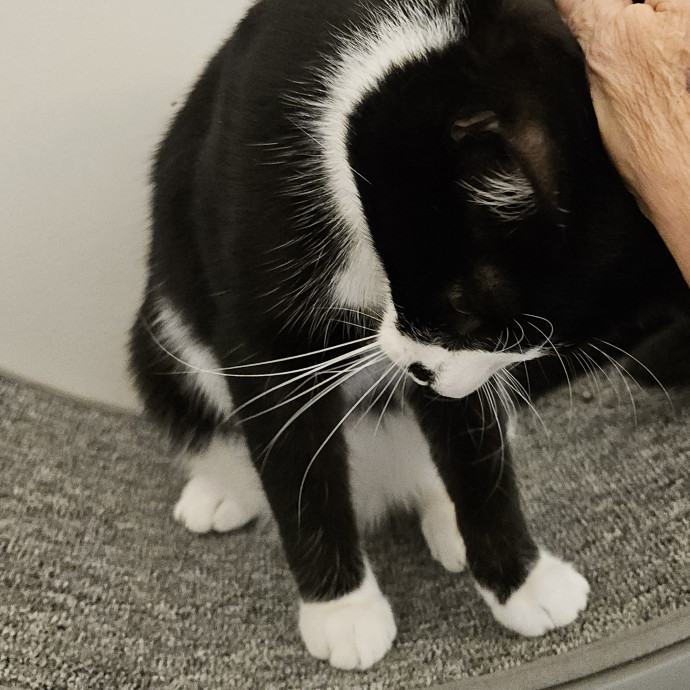 Blue Ribbon Cat Sitter Of Queen City