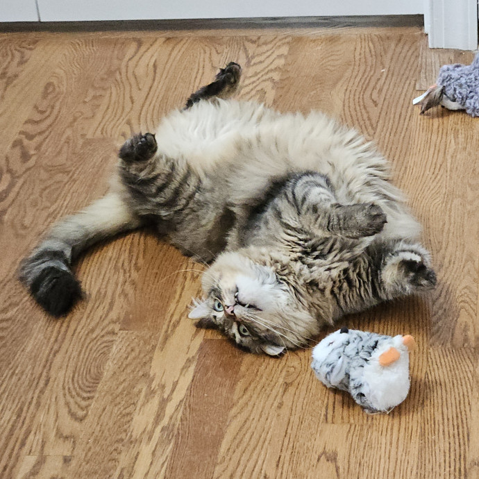 Blue Ribbon Cat Sitter Of Queen City