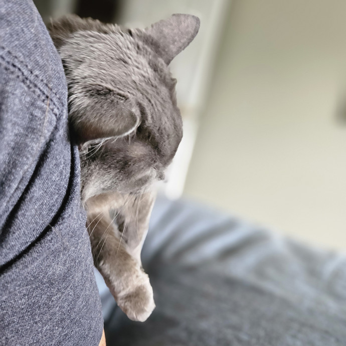 Blue Ribbon Cat Sitter Of Queen City