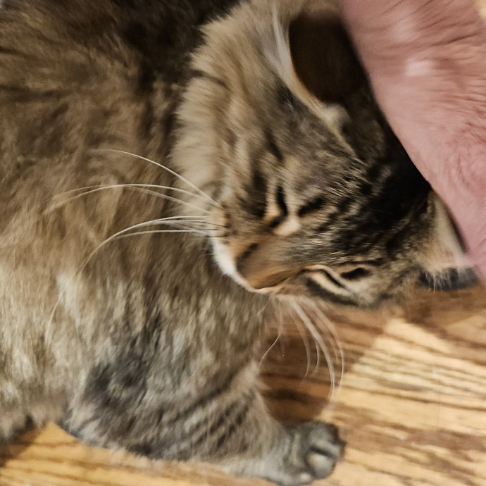 Blue Ribbon Cat Sitter Of Queen City