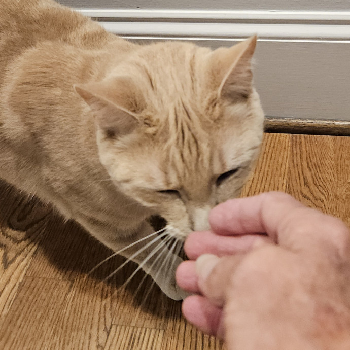 Blue Ribbon Cat Sitter Of Queen City