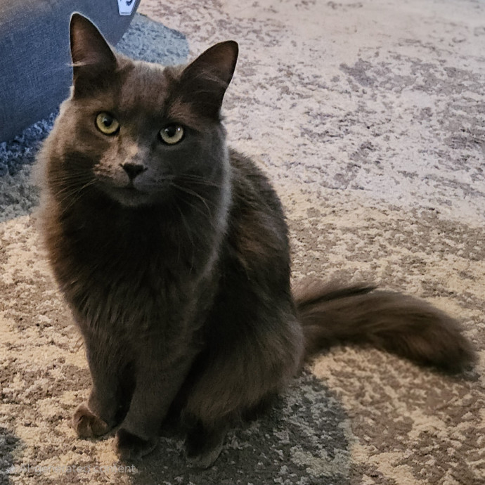 Blue Ribbon Cat Sitter Of Queen City