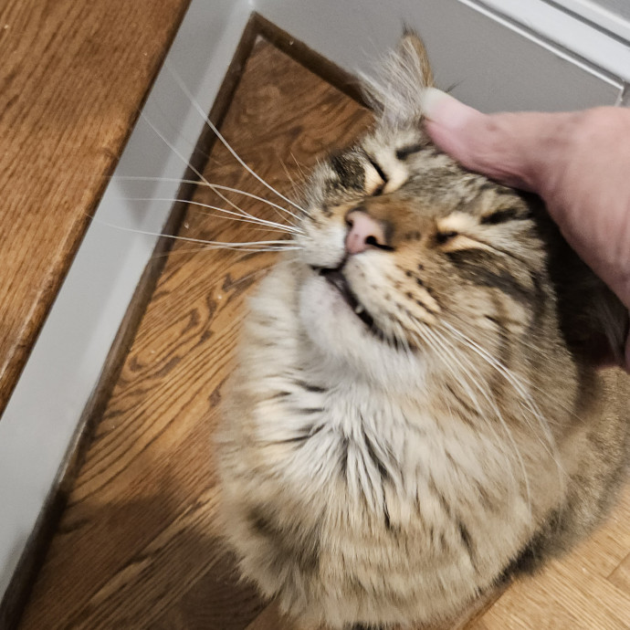 Blue Ribbon Cat Sitter Of Queen City