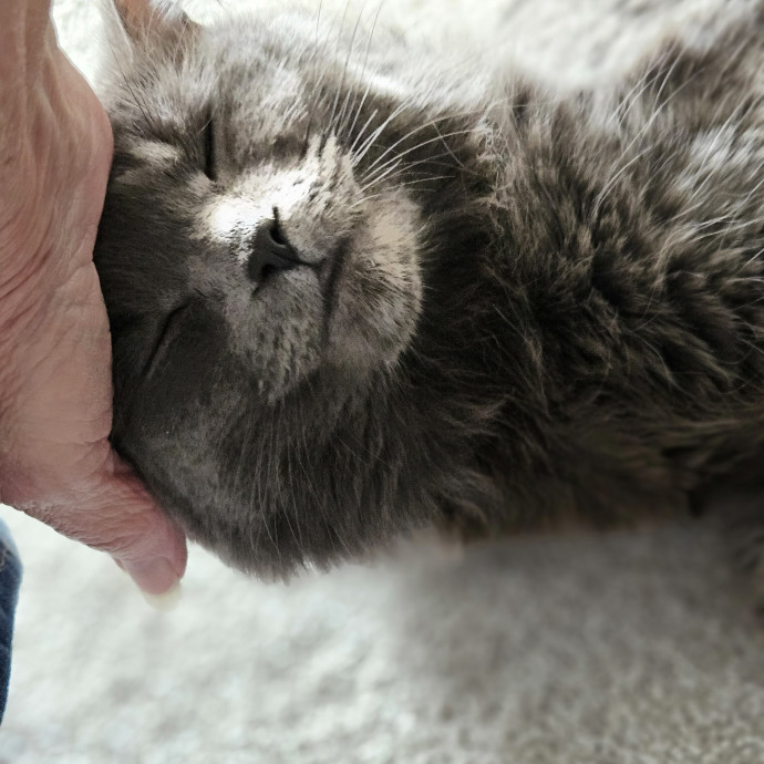 Blue Ribbon Cat Sitter Of Queen City