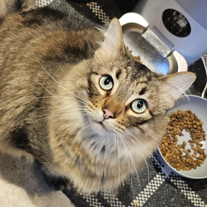 Blue Ribbon Cat Sitter Of Queen City