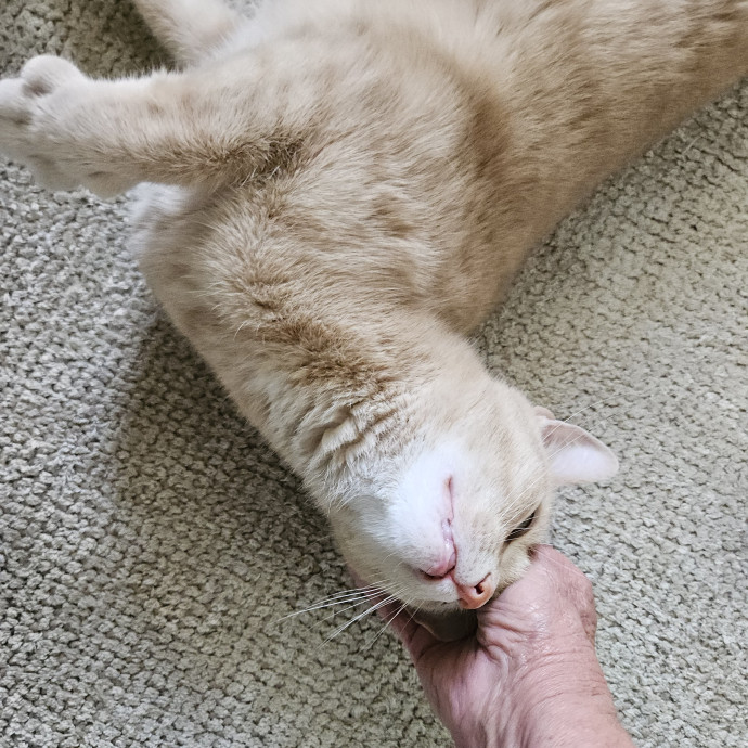 Blue Ribbon Cat Sitter Of Queen City