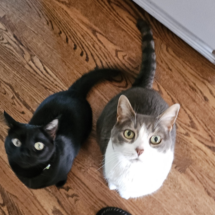 Blue Ribbon Cat Sitter Of Queen City