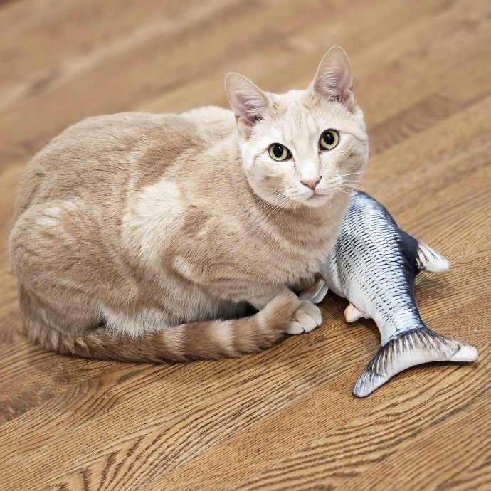 Blue Ribbon Cat Sitter Of Queen City