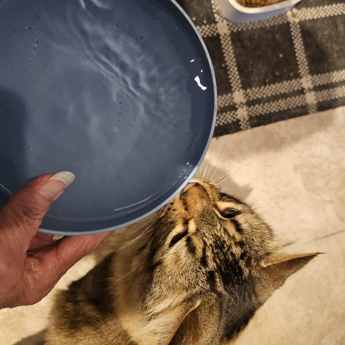 Blue Ribbon Cat Sitter Of Queen City