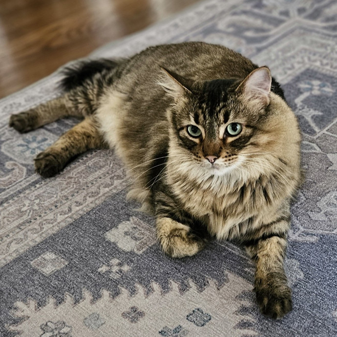 Blue Ribbon Cat Sitter Of Queen City