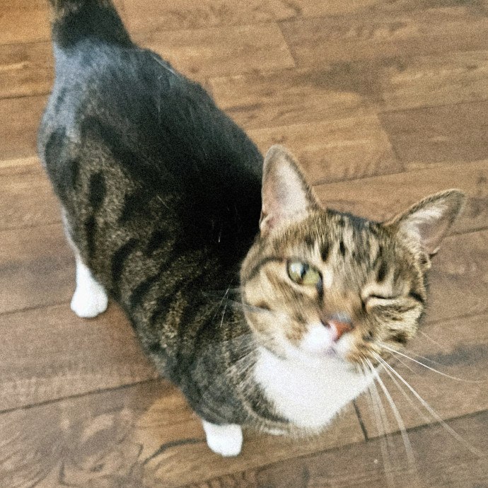 Blue Ribbon Cat Sitter Of Queen City