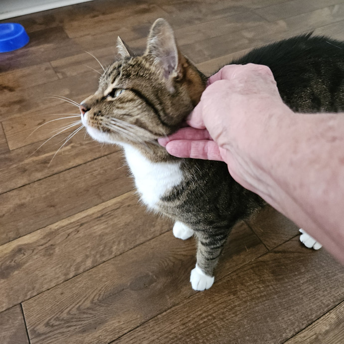 Blue Ribbon Cat Sitter Of Queen City