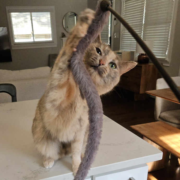 Blue Ribbon Cat Sitter Of Queen City