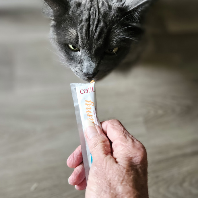 Blue Ribbon Cat Sitter Of Queen City
