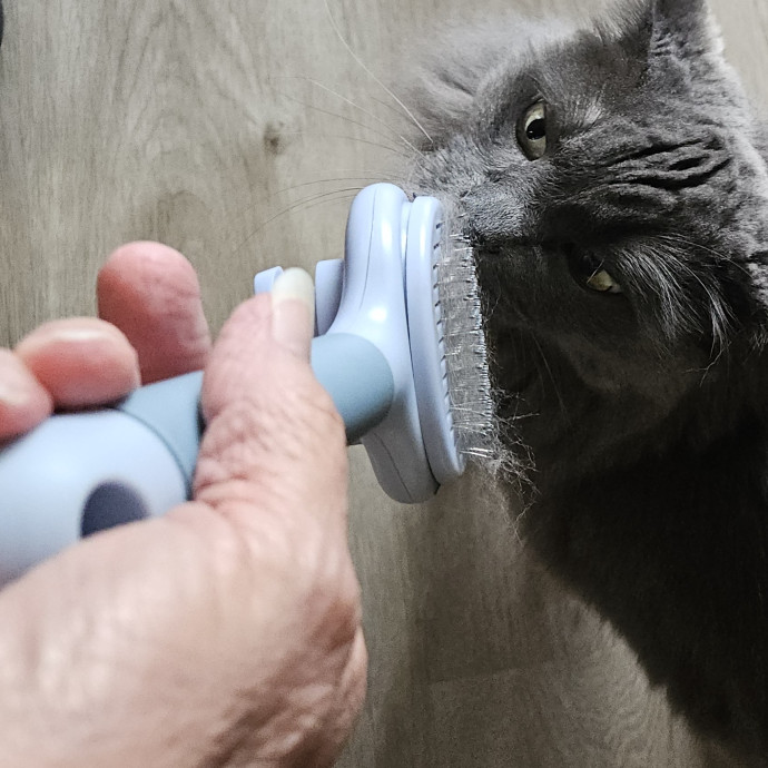 Blue Ribbon Cat Sitter Of Queen City