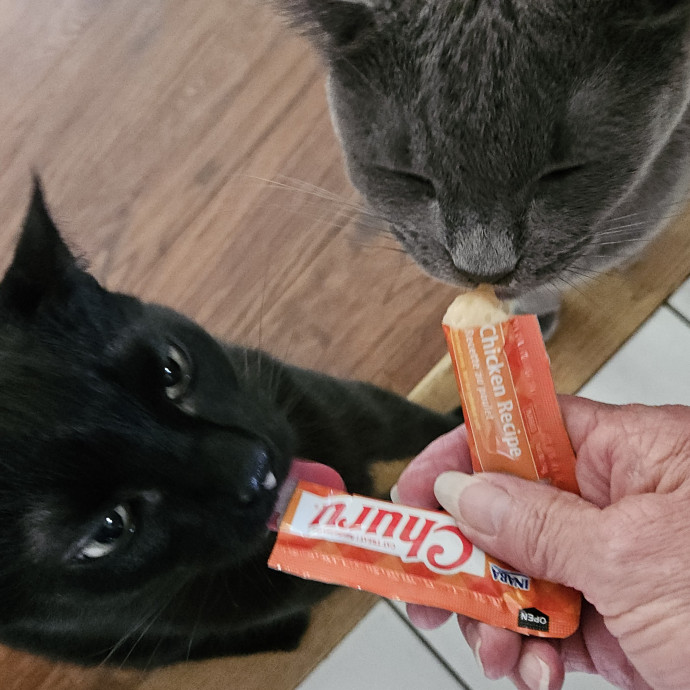 Blue Ribbon Cat Sitter Of Queen City
