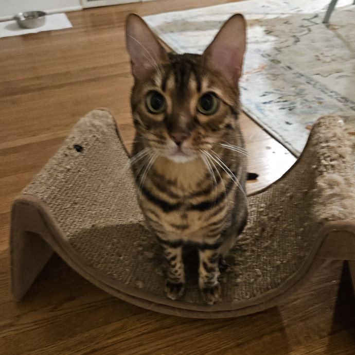 Blue Ribbon Cat Sitter Of Queen City