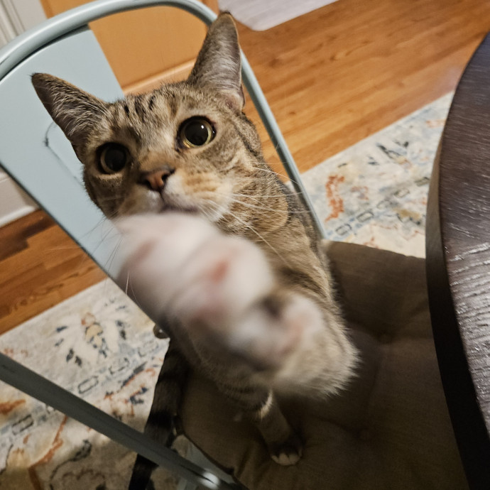 Blue Ribbon Cat Sitter Of Queen City