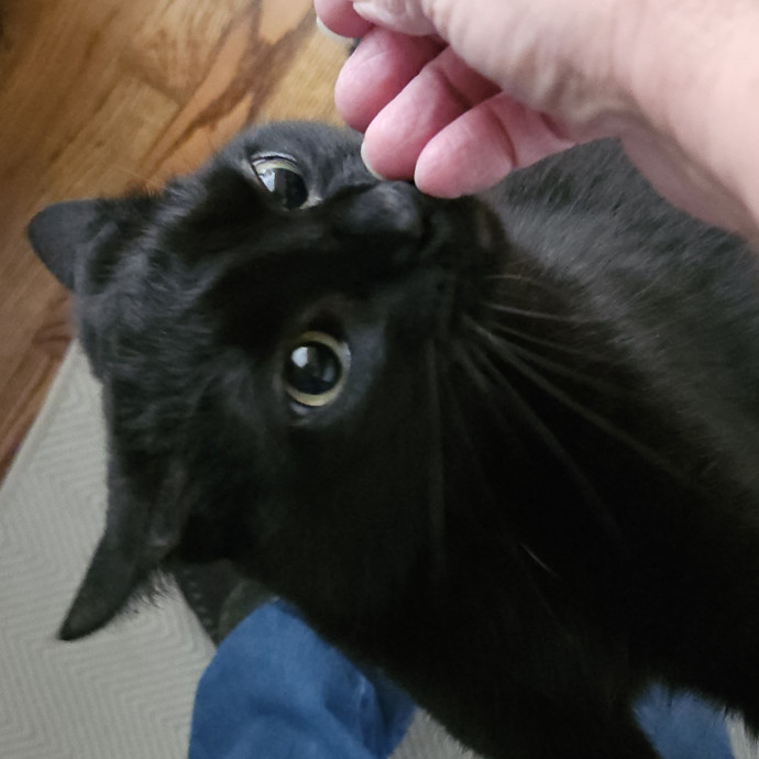 Blue Ribbon Cat Sitter Of Queen City