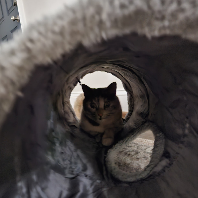 Blue Ribbon Cat Sitter Of Queen City