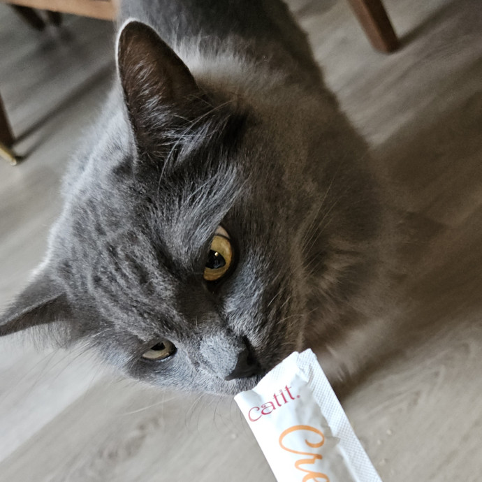 Blue Ribbon Cat Sitter Of Queen City