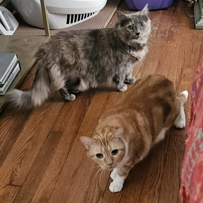 Blue Ribbon Cat Sitter Of Queen City