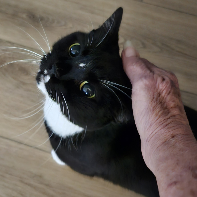 Blue Ribbon Cat Sitter Of Queen City
