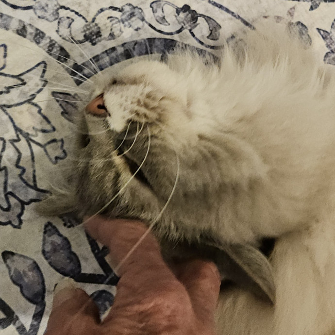 Blue Ribbon Cat Sitter Of Queen City