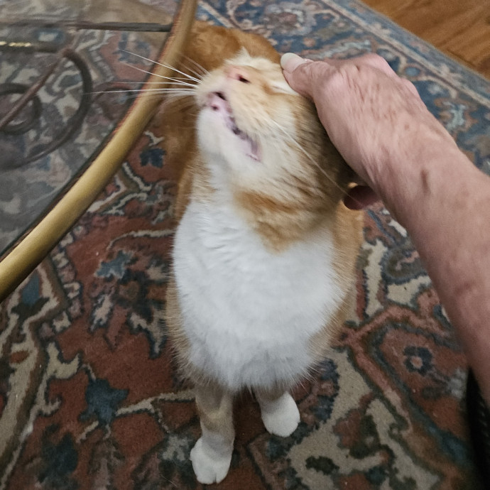 Blue Ribbon Cat Sitter Of Queen City