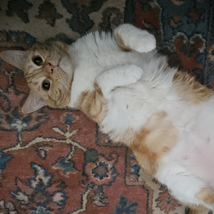 Blue Ribbon Cat Sitter Of Queen City