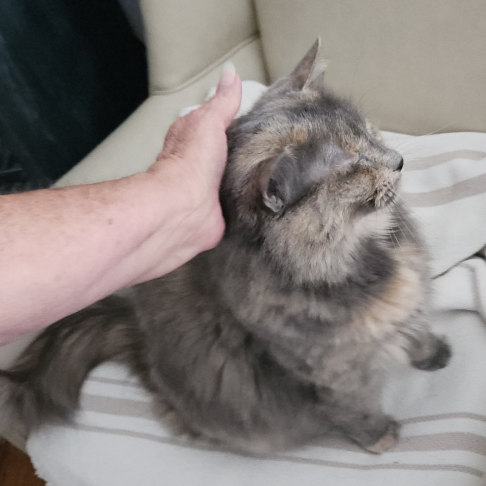 Blue Ribbon Cat Sitter Of Queen City