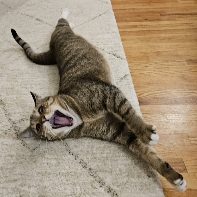 Blue Ribbon Cat Sitter Of Queen City