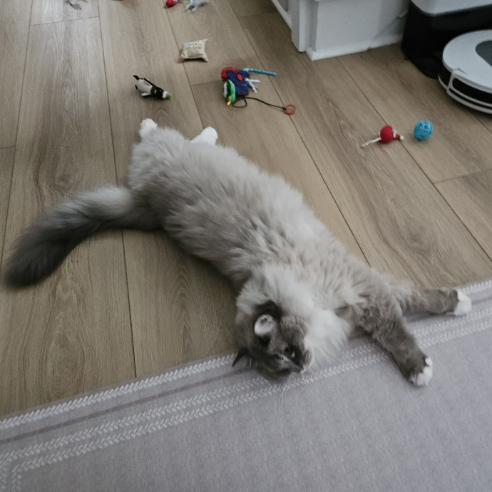 Blue Ribbon Cat Sitter Of Queen City