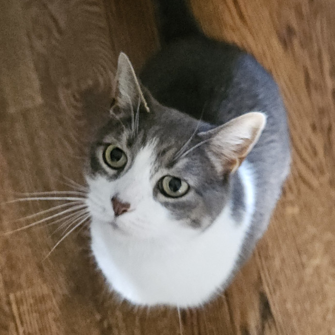 Blue Ribbon Cat Sitter Of Queen City