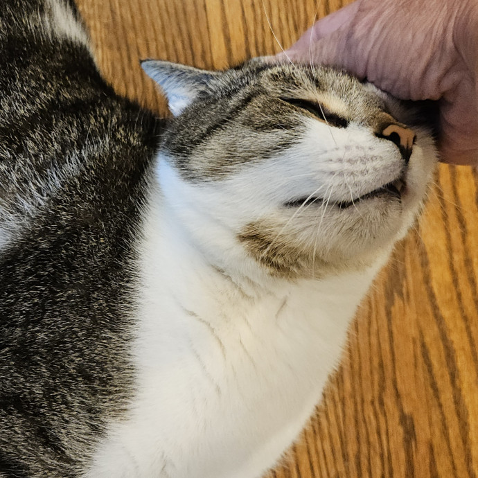 Blue Ribbon Cat Sitter Of Queen City