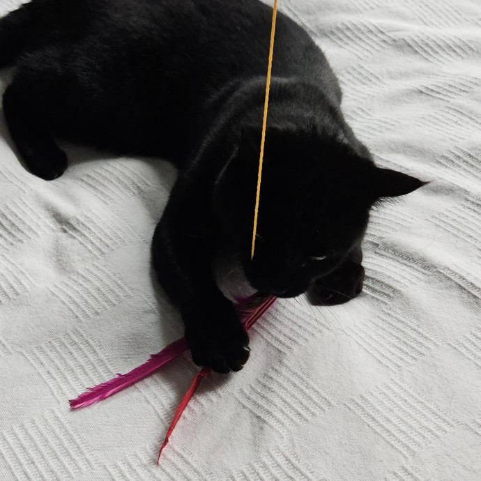 Blue Ribbon Cat Sitter Of Queen City