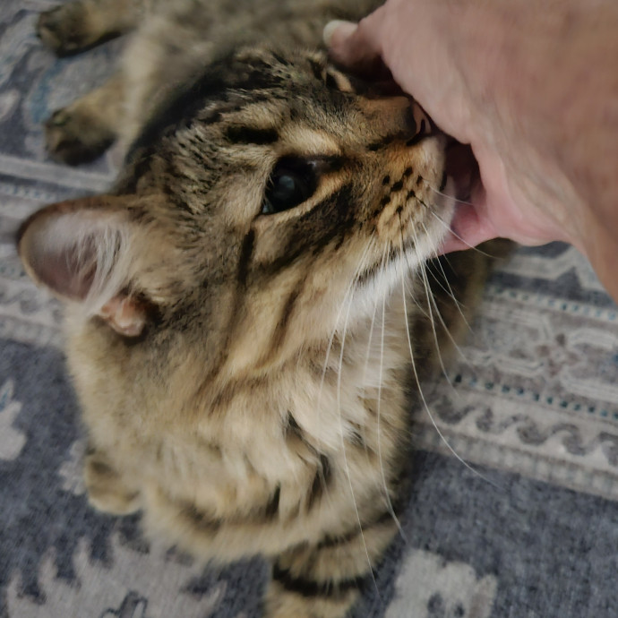 Blue Ribbon Cat Sitter Of Queen City