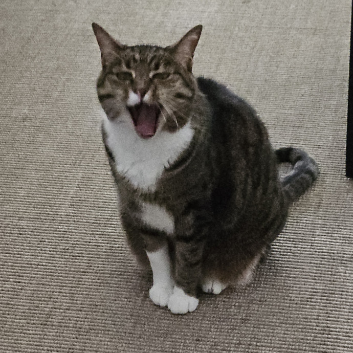 Blue Ribbon Cat Sitter Of Queen City