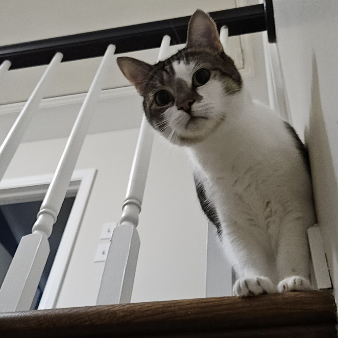 Blue Ribbon Cat Sitter Of Queen City