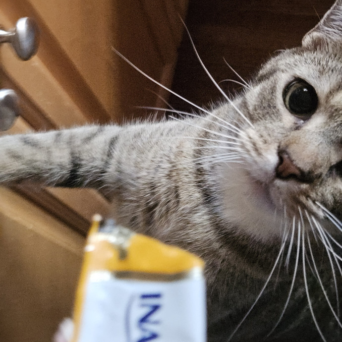Blue Ribbon Cat Sitter Of Queen City