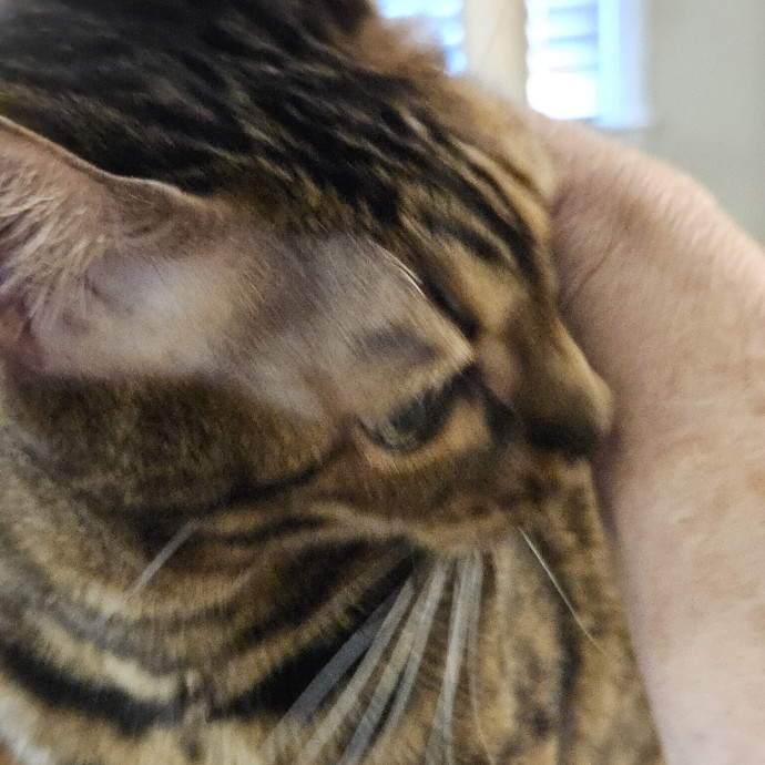 Blue Ribbon Cat Sitter Of Queen City