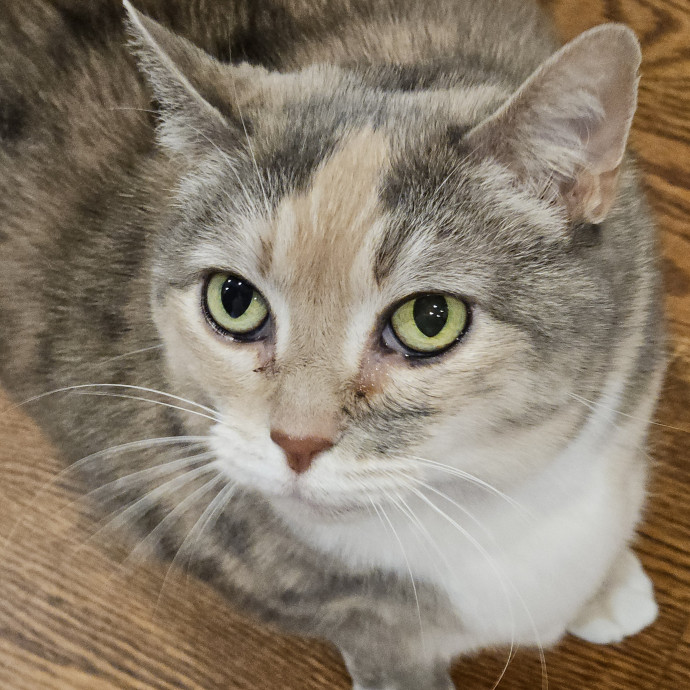 Blue Ribbon Cat Sitter Of Queen City