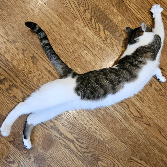 Blue Ribbon Cat Sitter Of Queen City