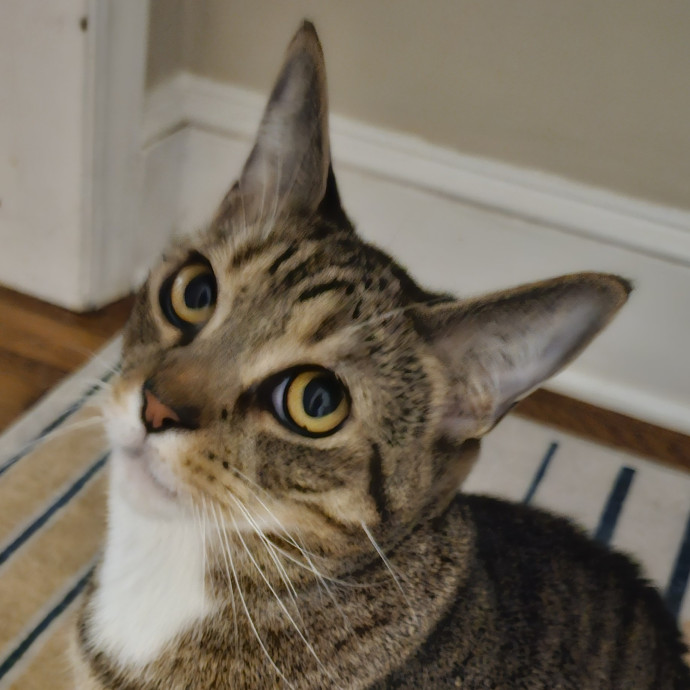 Blue Ribbon Cat Sitter Of Queen City
