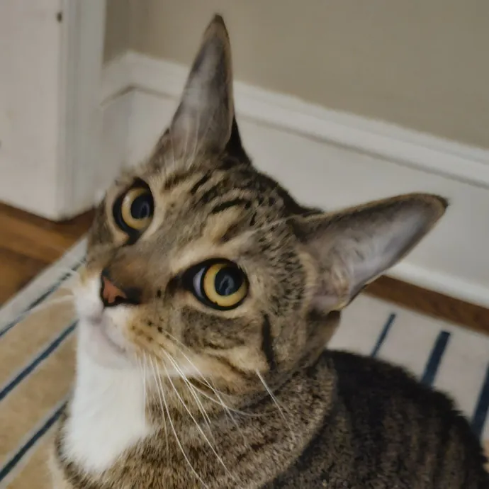 Blue Ribbon Cat Sitter Of Queen City