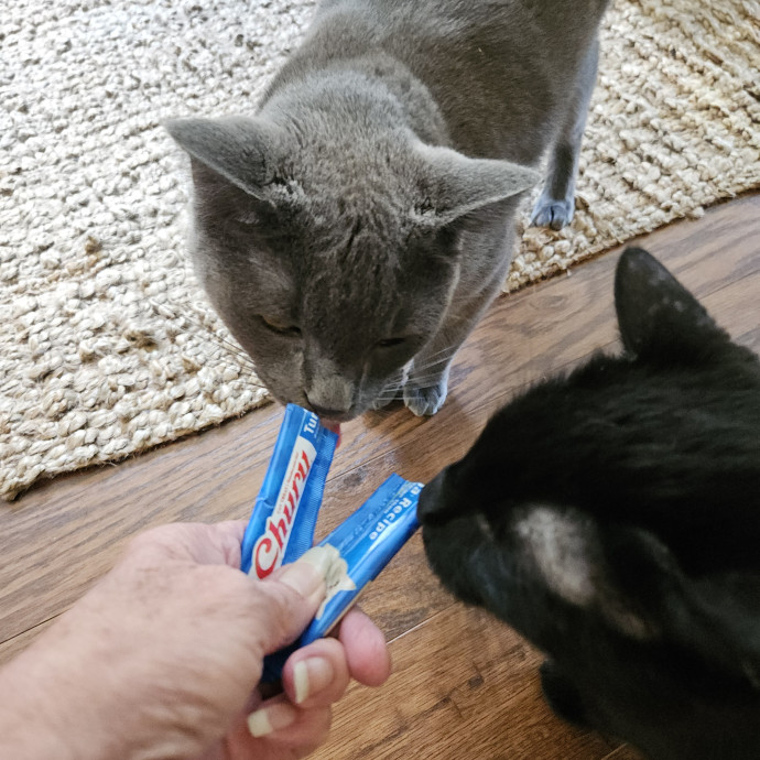 Blue Ribbon Cat Sitter Of Queen City